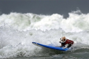 Собаки-серфери підкорили хвилі в Каліфорнії