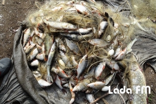 Інспектори рибоохорони вилучили у браконьєрів на Ладижинському водосховищі 251 кг. риби