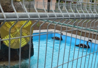У Подільському зоопарку  відкрили вольєри для плаваючих твари і презентували будівництво ведмежого містечка