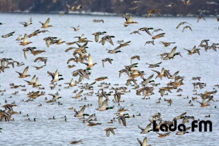 Водойми-охолоджувачі Ладижинської ТЕС стали унікальним місцем зимівлі рідкісних видів птахів