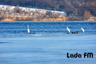 Водойми-охолоджувачі Ладижинської ТЕС стали унікальним місцем зимівлі рідкісних видів птахів