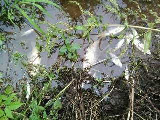 У Гайсинському районі промисловими скидами отруїли річку