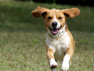 9 науково підтверджених причин завести собаку