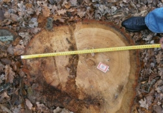 Біля Ладижина місцеві виявили 10 га вирубаного лісу. Екологи б'ють на сполох