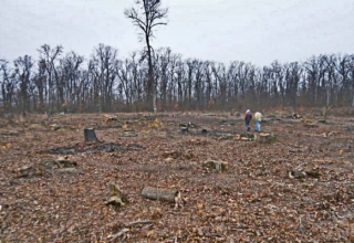 Біля Ладижина місцеві виявили 10 га вирубаного лісу. Екологи б'ють на сполох