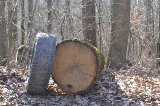Біля Ладижина знову зафіксували масове вирізання дерев