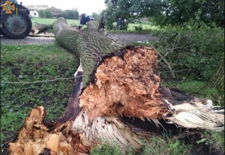 Підтоплені підвали, повалені дерева: Вінниччииною пройшлася негода